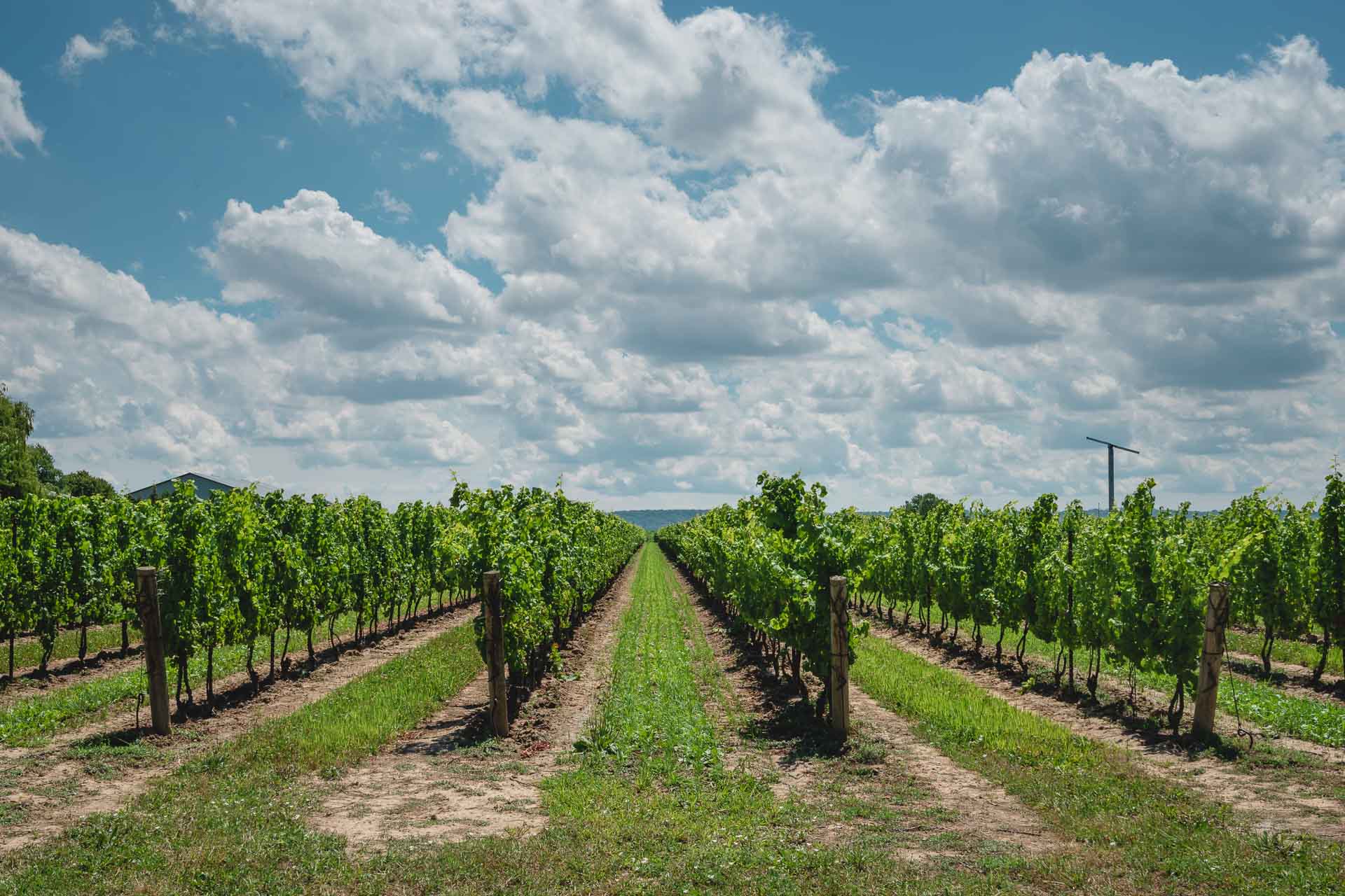 Wine tasting in Prince Edward County