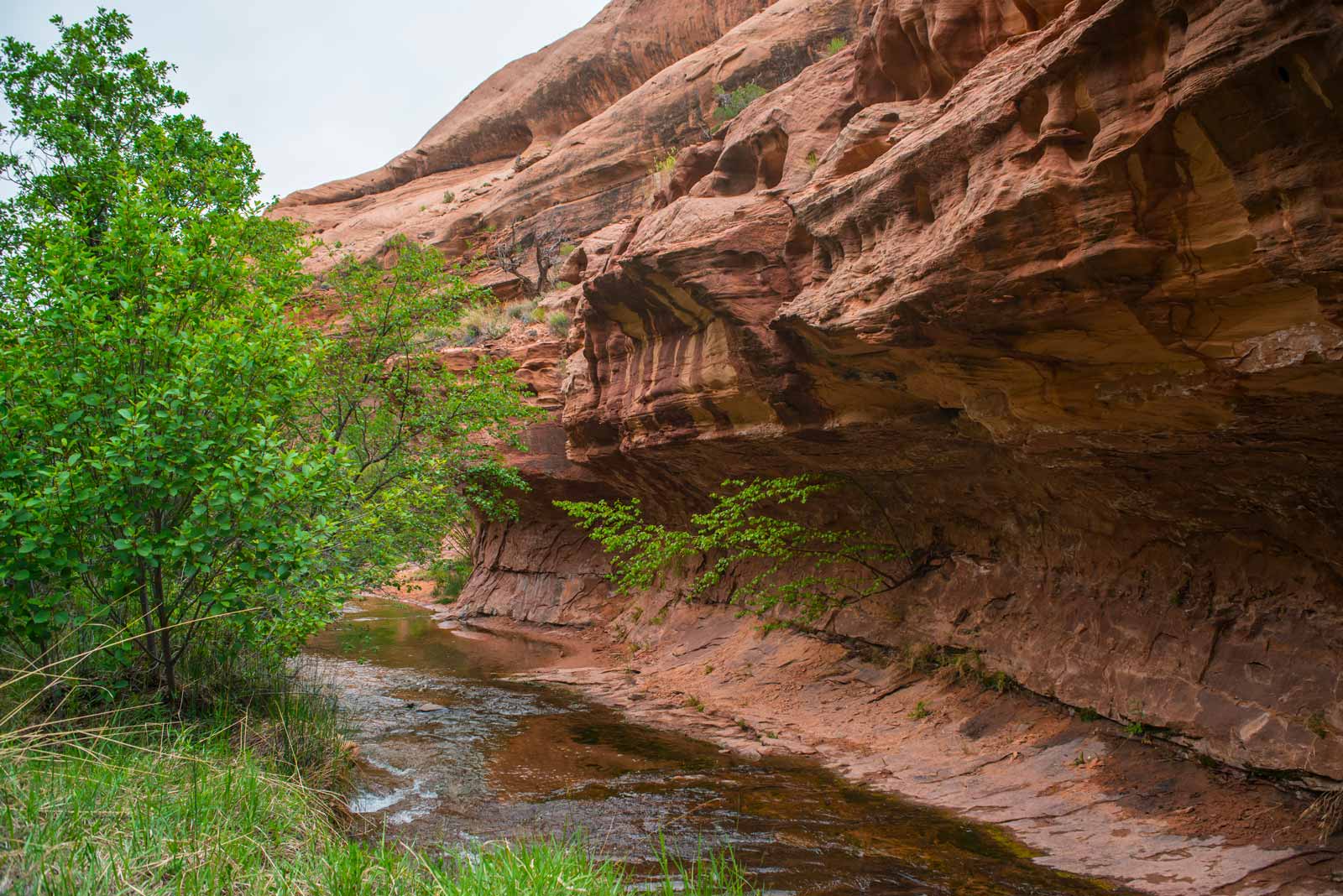 Morning Glory Bridge hike in Grandstaff Canyon with natural stone arch and desert greenery

