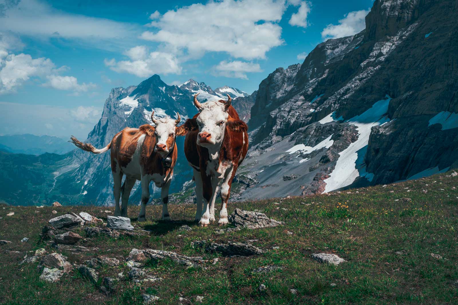 Cows grazing in Lauterbrunnen Valley with dramatic mountain backdrop and clouds