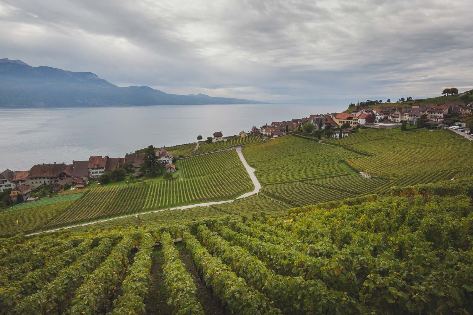Lavaux Vineyard Terraces overlooking Lake Geneva near Montreux, Switzerland