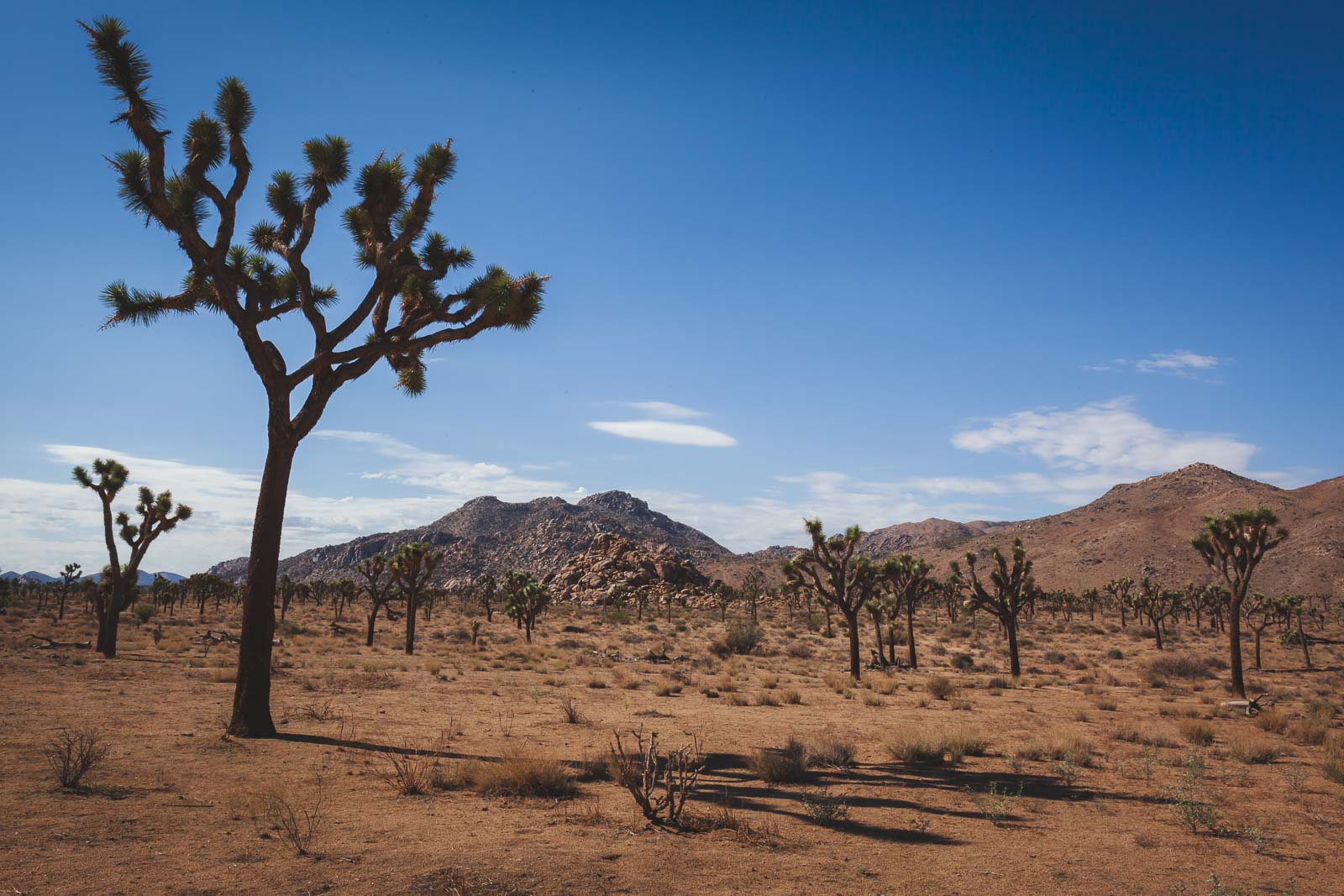 A quirky Joshua Tree silhouetted against a colourful blue sky in Joshua Tree National Park, California.