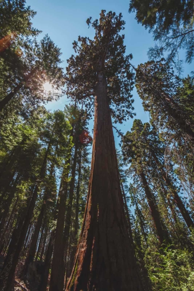 Looking up at the General Sherman Tree in Sequoia National Park