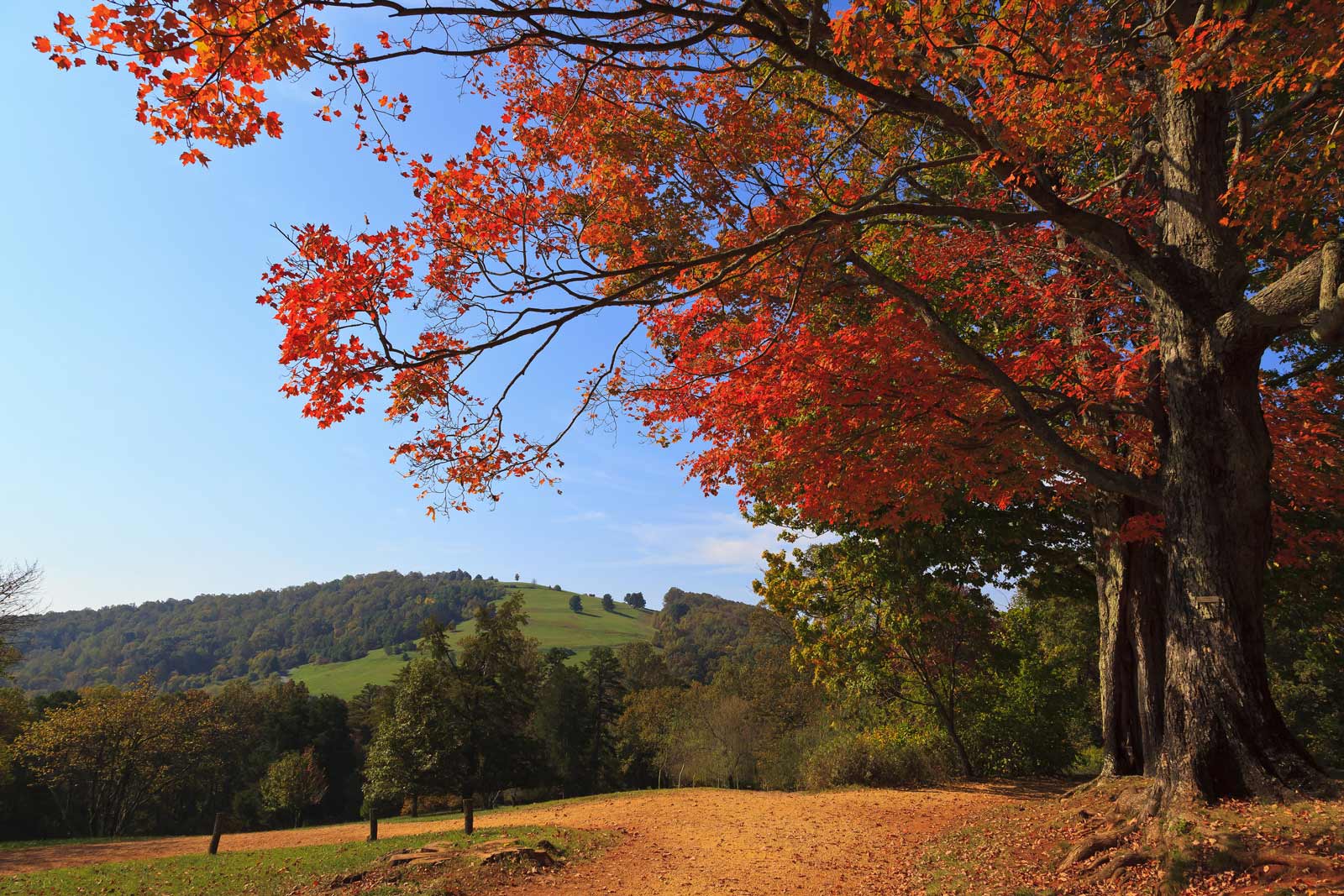 Thomas Jefferson's Monticello in Charlottesville, Virginia with fall colours