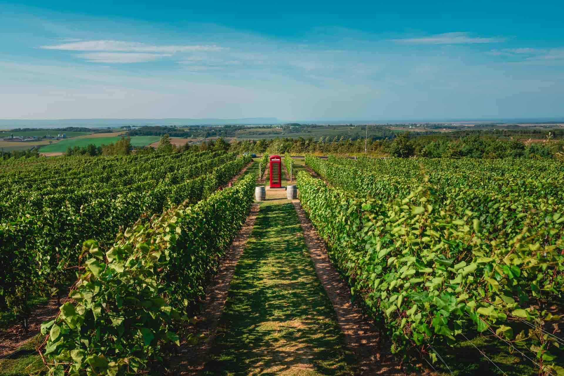 Lush green vines at a winery in the Annapolis Valley, Nova Scotia's wine country.