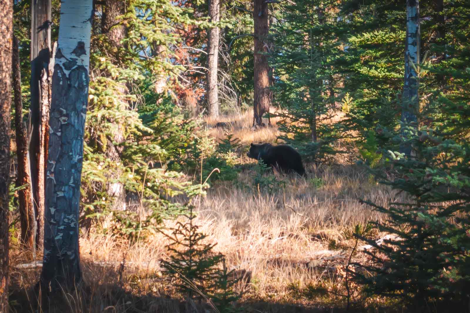 A large grizzly bear foraging for berries on the side of a road in Jasper National Park, Alberta.