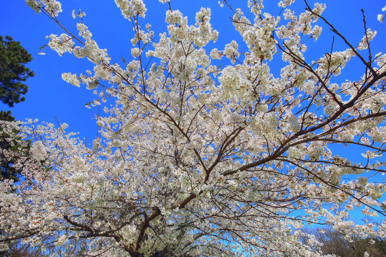 A beautiful canopy of blooming pink cherry blossom trees in Toronto's High Park during the spring.